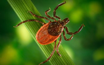 May is Lyme Disease Awareness Month: Do you know where the ticks are?